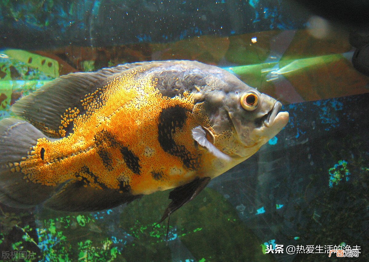 地图鱼的饲养方法及经验 地图鱼吃什么食物比较好
