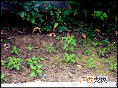 种草是什么意思,女生说种草是什么意思？
