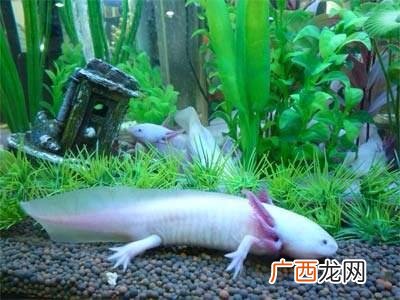 六角龙鱼怎么养,六角龙鱼怎么养，经验？