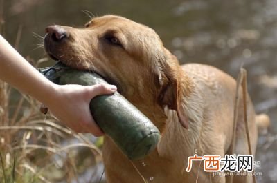 狗狗一般多久洗一次澡,狗可以每天洗澡吗？