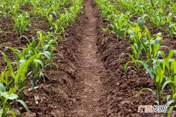 夏玉米每亩3000株合理吗？ 玉米每亩多少株合适