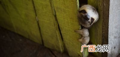 树獭的特性,介绍一种事物如何突出它的特点？