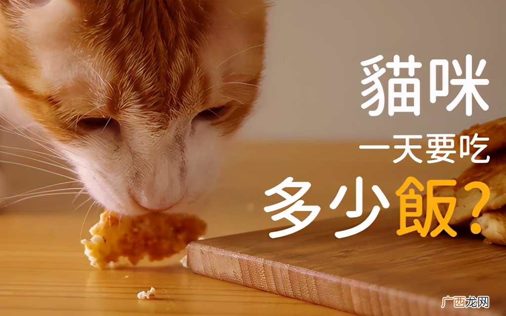 猫咪每天喂几顿猫粮比较合适 小猫一天喂几次猫粮