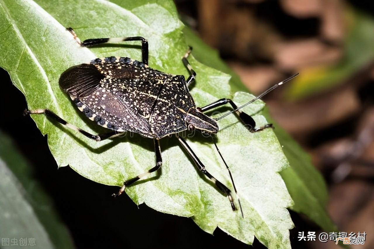 臭虫是怎么产生的 家里有臭虫的原因有哪些