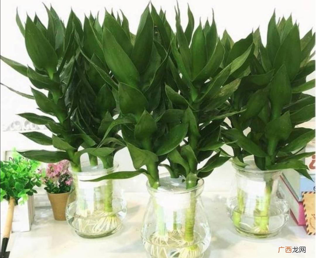 主意4点水培富贵竹枝叶茂盛 水养的富贵竹怎么能养好