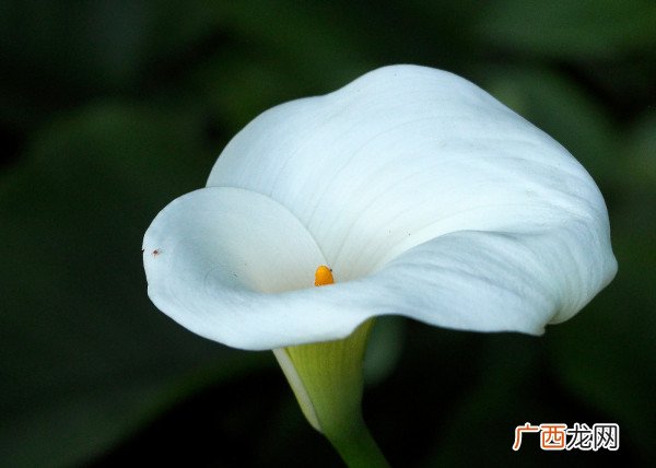 白色象征着什么,黑色,白色各代表着什么？