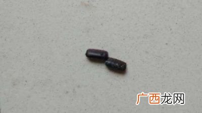 蟑螂卵怎么杀死,如何消灭蟑螂卵家里的蟑螂已经开始下蛋了？