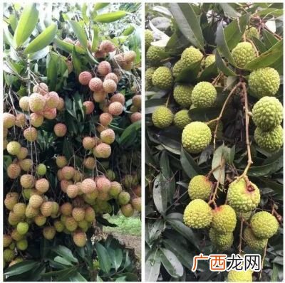 桂味是什么,桂味文案?