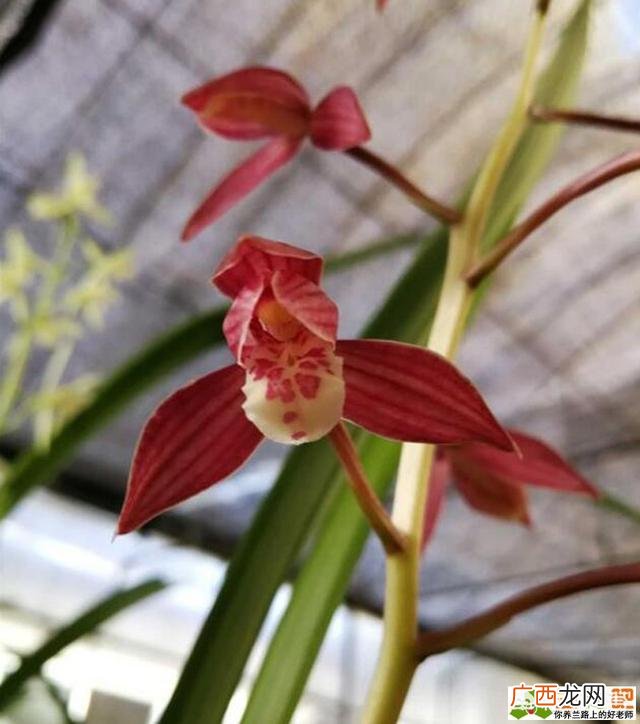 鲜花可以保存多长时间,兰花的开花的寿命是多久？在开花周期内需要注意什么？
