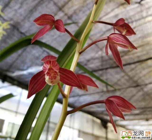 鲜花可以保存多长时间,兰花的开花的寿命是多久？在开花周期内需要注意什么？