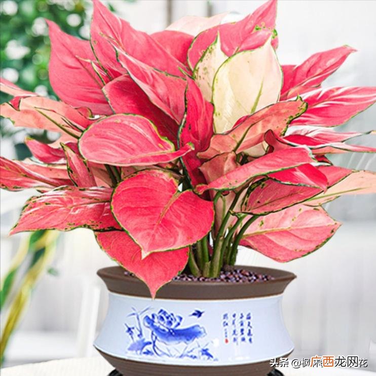 适合商铺中放的寓意好的植物 店门口种什么植物招财