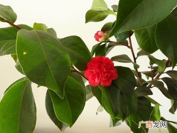 如何辨别耐冬,茶花怎么看叶来辨别水害与肥害？
