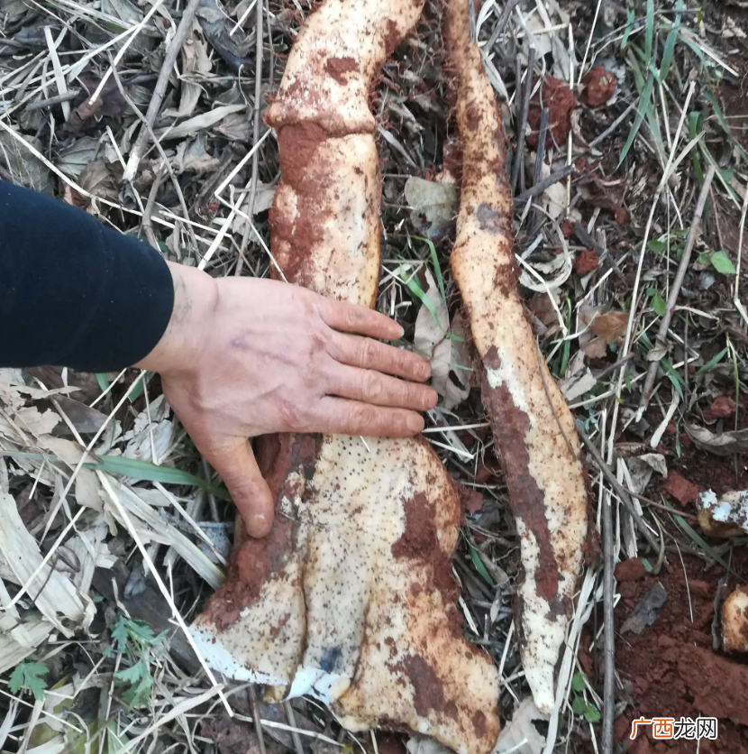 农民看到不想挖，殊不知用处多 山药豆是什么东西