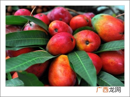 攀枝花水果有哪些水果,攀枝花秋季产哪些水果？