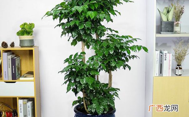 好养又聚财的5种植物 客厅养什么花最吉利也招财