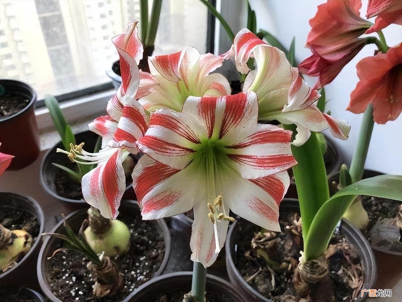 朱顶红开花有技巧 朱顶红怎么养才开花