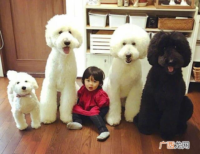 巨型贵宾犬现在市场价格怎么样 巨贵犬多少钱一只