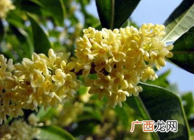桂花什么季节开,桂花什么季节开它像什么？