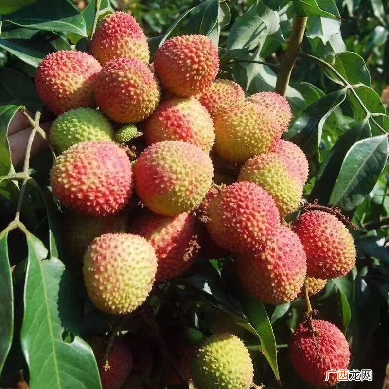 白糖罂荔枝是哪里产的,白糖罂核大不大?