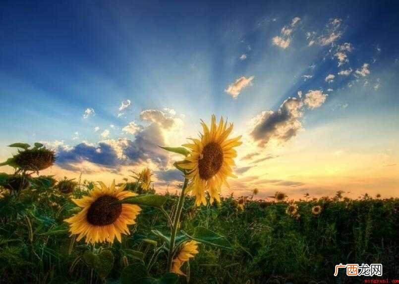 婆娑是一个汉语词语,读音为p su,意思是盘旋舞动的样子