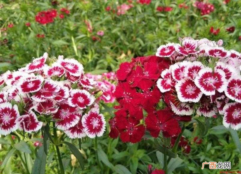 石竹梅的花语是什么