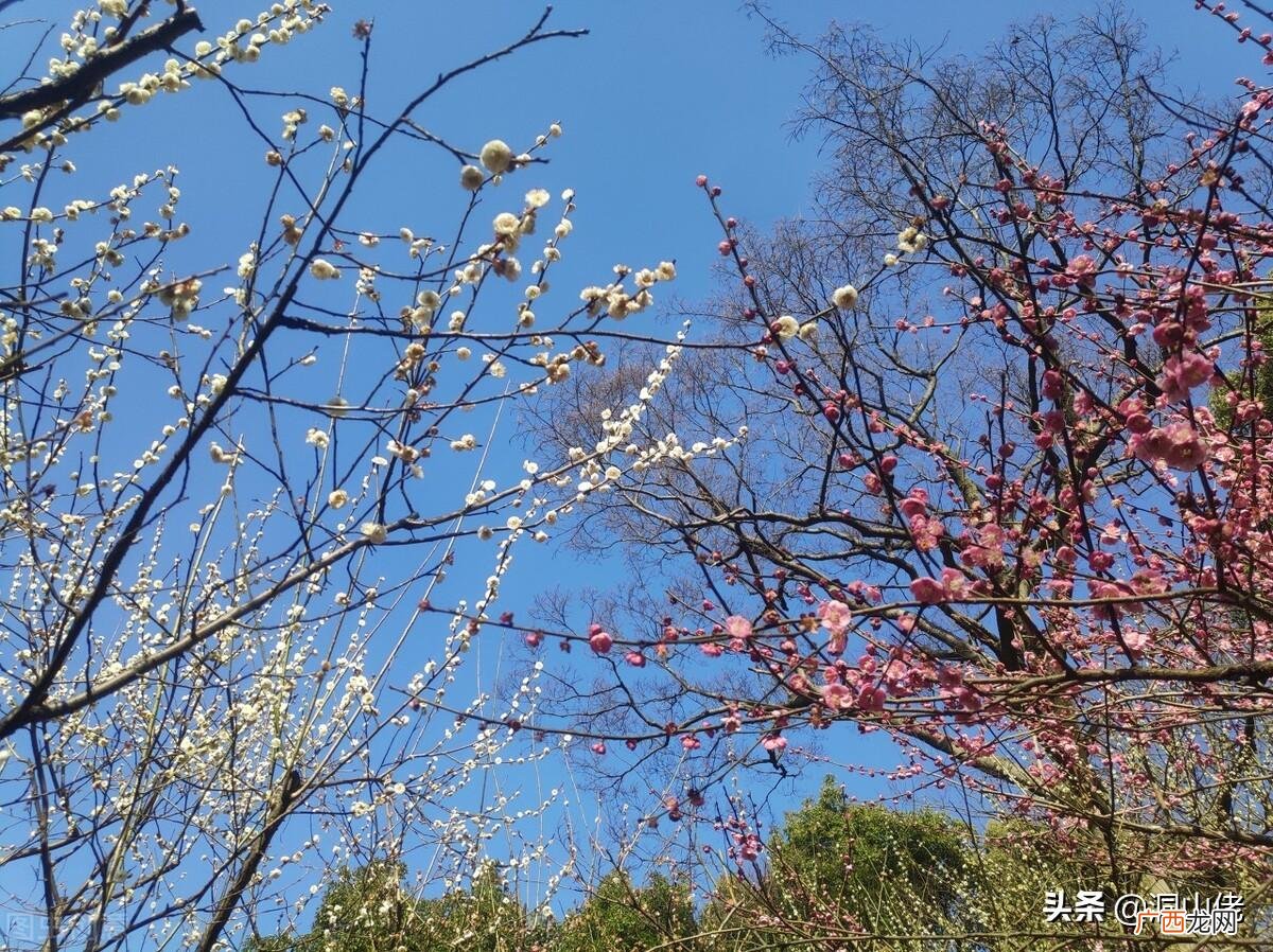 新坟不过社老坟不过清明夜的道理 新坟不过社是什么意思