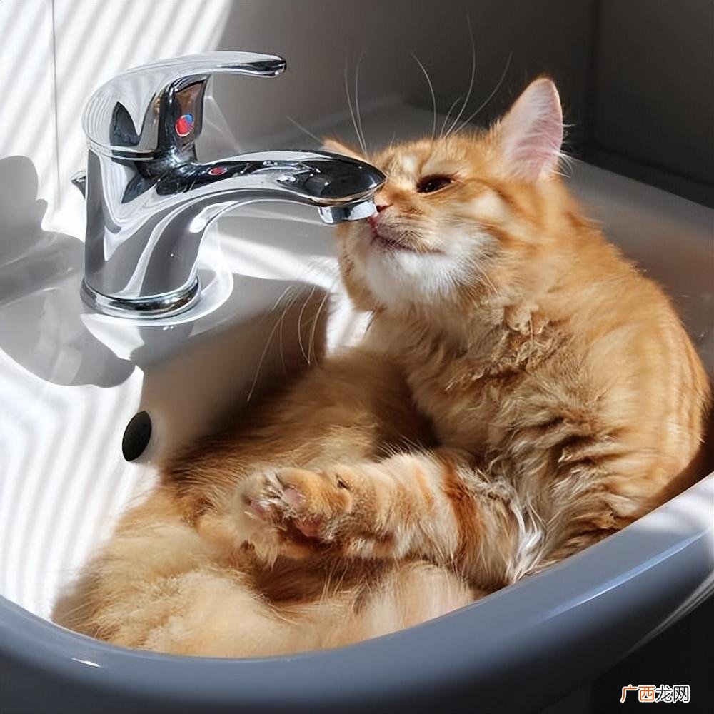 这几种水猫咪不能喝，许多铲屎官都不知道 猫可以喝的水