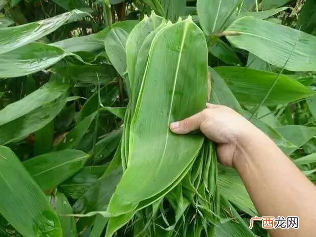 粽叶是什么植物的叶子,粽叶的种类与种植方法？