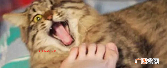 猫猫嗅到臭脚后,通常会张开嘴,外露惊惧的神情 猫咪闻到脚臭后为什么会张开嘴?