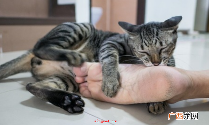 猫猫嗅到臭脚后,通常会张开嘴,外露惊惧的神情 猫咪闻到脚臭后为什么会张开嘴?