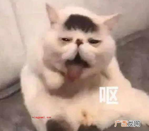 猫猫嗅到臭脚后,通常会张开嘴,外露惊惧的神情 猫咪闻到脚臭后为什么会张开嘴?