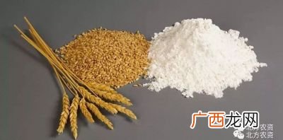 优质麦和普通麦的区别,黄淮海优质抗倒麦种排名？