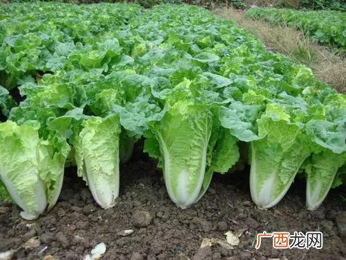 二月份栽种这些蔬菜最合适 二月适合种什么蔬菜植物