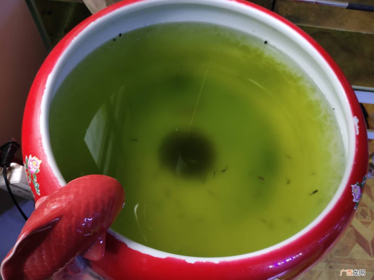 处理鱼缸绿水绝对有效的方法 鱼缸绿水变清小窍门