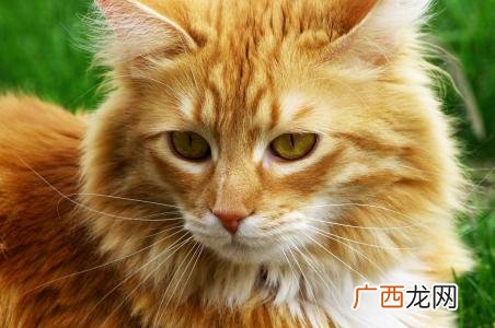 猫可以吃南瓜吗,小猫能吃瓜吗?