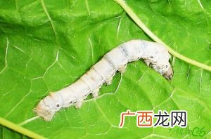 蚕是昆虫吗,判断蚕是不是昆虫的依据四点？