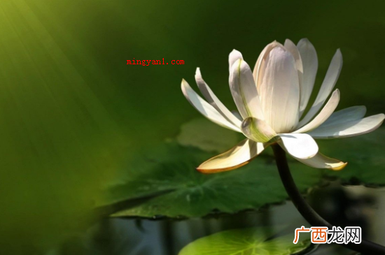 小暑的含义便是酷暑将至,到了小暑这一天 夏至的含义是什么