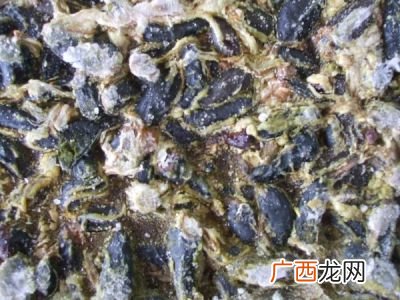 鸡胆能吃吗,新鲜鸡苦胆怎么保存？