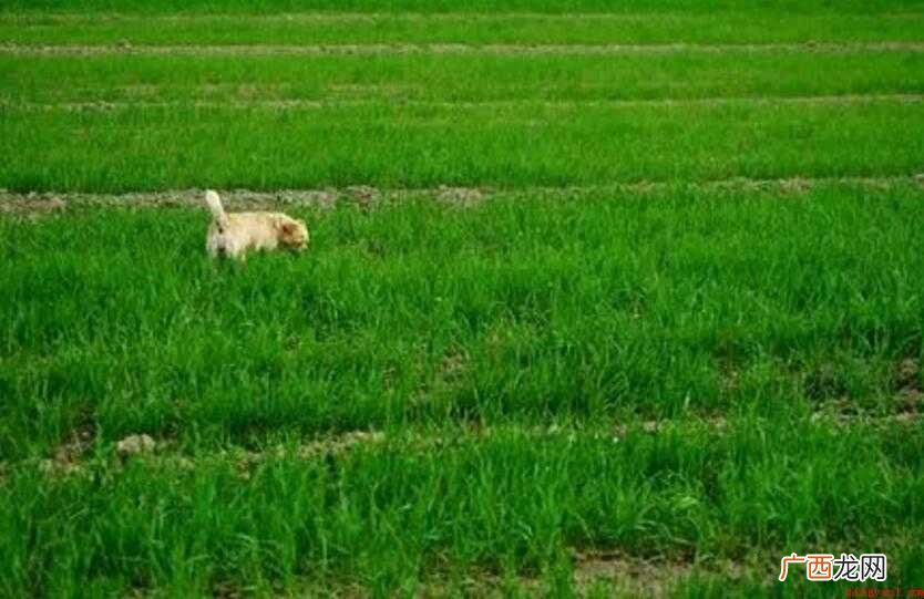 绿茵茵茵的意思是什么内容 绿茵茵的意思是什么