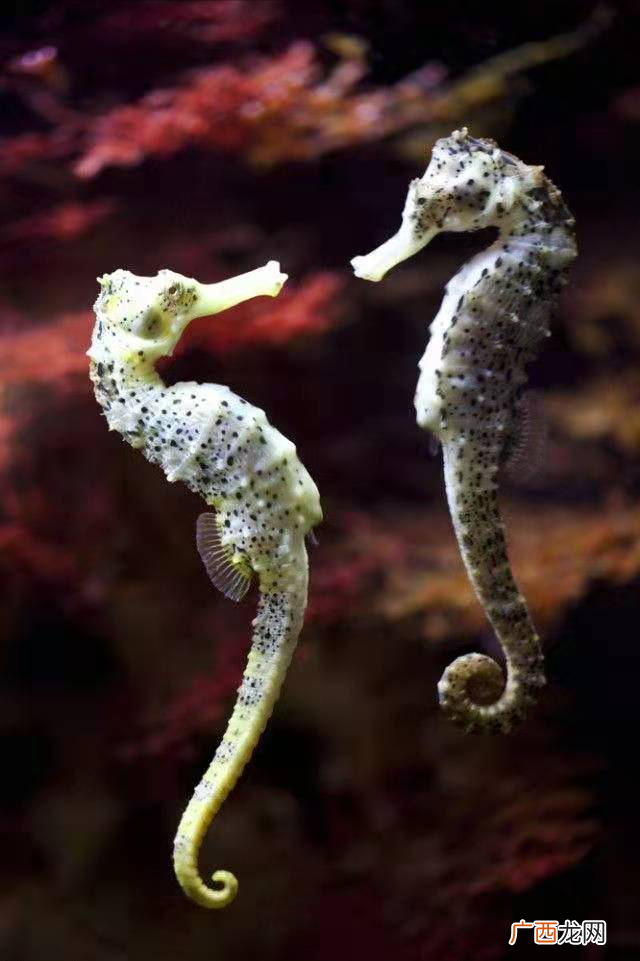 动物这10种特殊繁衍后代方式 10种动物的繁殖方式