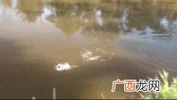 水面拖拉机的特点和使用方法 水面拖拉机能钓什么鱼