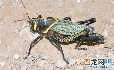 蚂蚱怎么吃,蚂蚱能生吃吗?