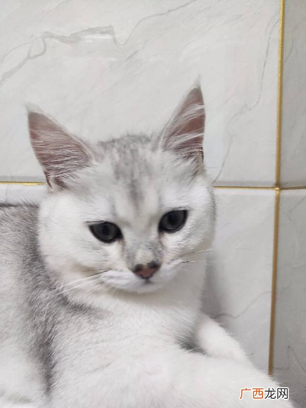 猫鼻梁发黑是什么原因,为什么猫的鼻子有的粉有的黑？
