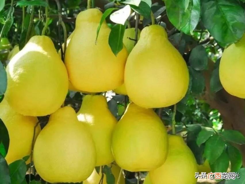 全国哪里的柚子最好吃 柚子长在哪里的地方