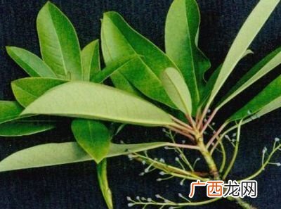 介绍仙人掌的特点,仙人掌的特征和特点？