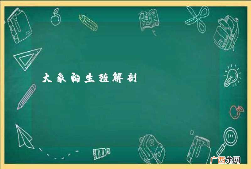 大象的生殖解剖？