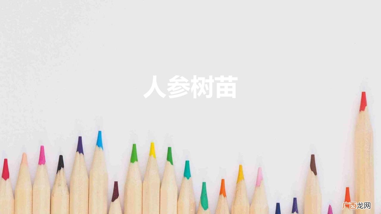 人参树苗怎么挑 人参树苗