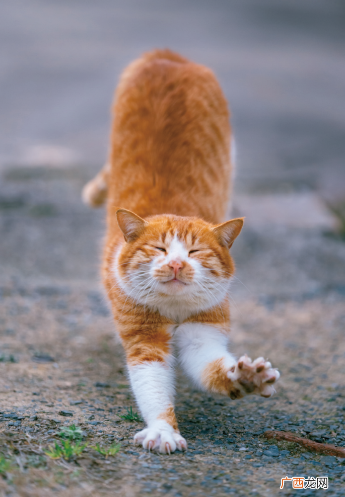 猫咪伸懒腰的秘密 猫咪伸懒腰什么意思