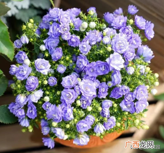 很适合秋冬季室内观赏 丹麦风铃草的养殖方法和注意事项