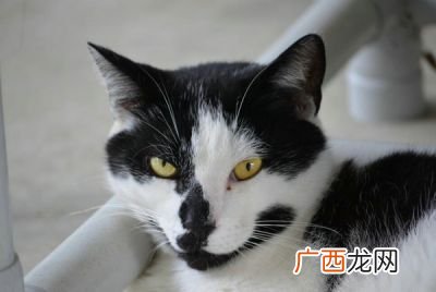 猫咪吃什么能长胖,50天的小猫怎么喂胖？